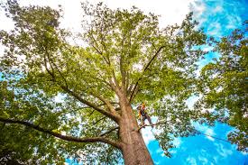 How Our Tree Care Process Works  in  Soledad, CA